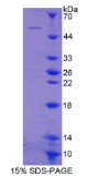 Biotinylated Anti-Human IL-17F