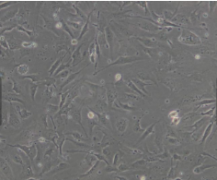 PT67小鼠逆转录病毒包装细胞