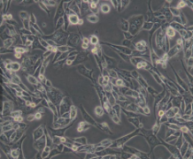 K562/G01（人慢性髓原白血病细胞耐伊马替尼细胞株