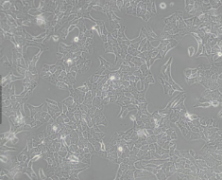 CCD-18Co（人结肠组织细胞）