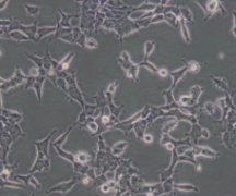 293 [HEK-293]（人胚肾细胞）(通过STR鉴定)