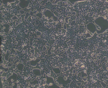 A9 小鼠皮下结缔组织细胞