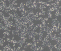 293T [HEK-293T]（人胚肾细胞）(通过STR鉴定