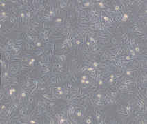 A-431（人表皮癌细胞）(通过STR鉴定)