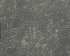 AAV-293（人胚肾细胞）(通过STR鉴定)