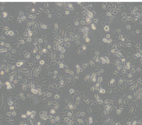 HFF-1（人包皮成纤维细胞）