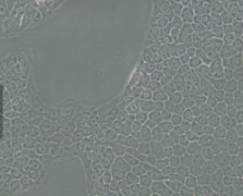 293F（人胚肾细胞）