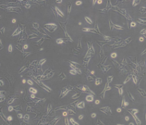 C127（小鼠乳腺肿瘤细胞）