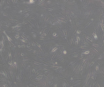 C2C12（小鼠成肌细胞）