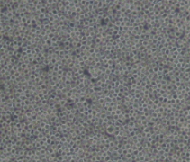 LM9（小鼠HGPRT基因缺陷型骨肉瘤细胞）