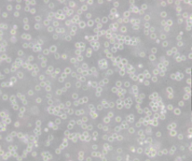WEHI 231（小鼠B淋巴细胞）