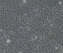 CHL（仓鼠肺细胞）