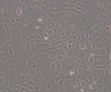 WB-F344（大鼠肝上皮样干细胞）