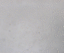 H-4-II-E [H4-II-E]（大鼠肝细胞瘤）