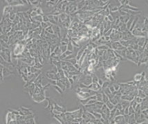 TC-1（小鼠肺上皮细胞）