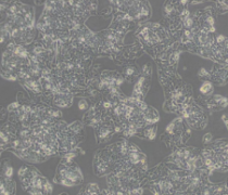 Hep G2（人肝癌细胞）(通过STR鉴定)