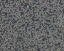 HL-60（人原髓细胞白血病细胞）通过STR鉴定