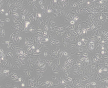 HL-7702 [L-02]（人正常肝细胞）(通过STR鉴定