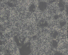 HSC-T6（大鼠肝星形细胞）