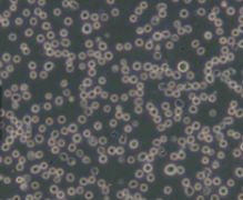 KG-1（人急性骨髓性白血病细胞）