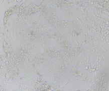 F9（小鼠畸胎瘤细胞/小鼠胚胎癌细胞）