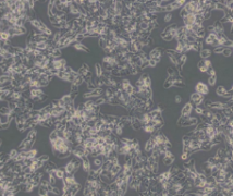 MLTC-1（小鼠睾丸间质细胞瘤细胞）