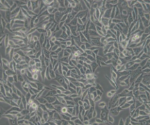 293H（人胚肾细胞）