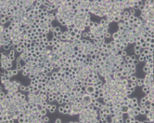 Sf9（昆虫卵巢细胞）