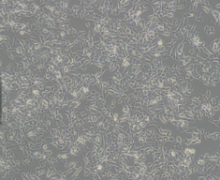 SH-SY5Y（人神经母细胞瘤细胞）