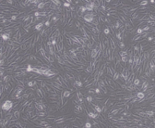 M-7（人胚胎成纤维细胞）
