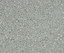 THP-1（人单核细胞白血病）