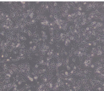 V79（仓鼠肺细胞）