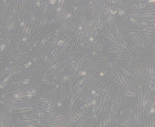 WI-38（人胚肺细胞）