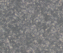 MC3T3-E1 Subclone 24（小鼠胚胎成骨细胞前