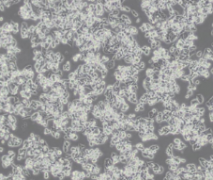 UMNSAH/DF-1（鸡胚成纤维细胞）