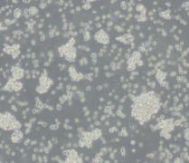 HuT 78（人T淋巴细胞白血病细胞）