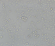 SCC7(小鼠鳞状细胞癌细胞)