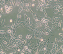 UM-UC-3（人膀胱移行细胞癌）