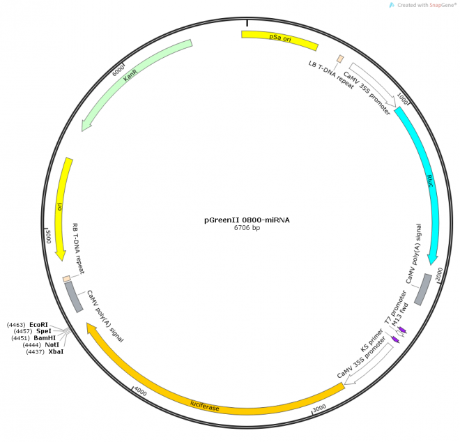 pGreenII 0800-miRNA质粒图谱