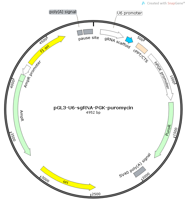 pGL3-U6-sgRNA-PGK-puromycin质粒图谱