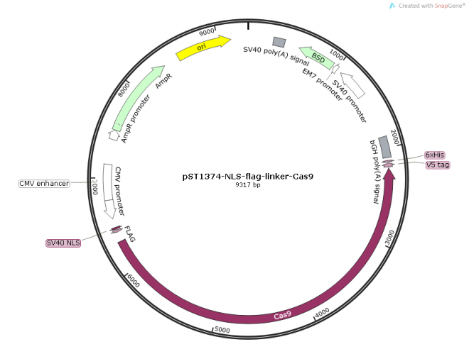 pST1374-NLS-flag-linker-Cas9质粒图谱