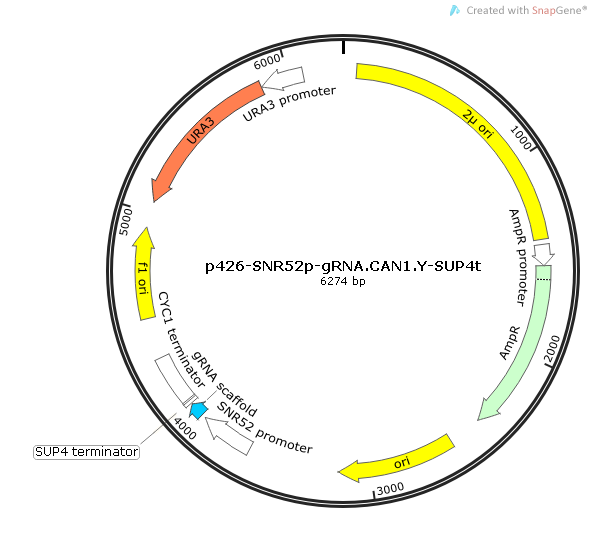 p426-SNR52p-gRNA.CAN1.Y-SUP4t质粒图谱