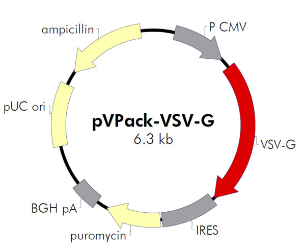 pVPack-VSV-G质粒图谱
