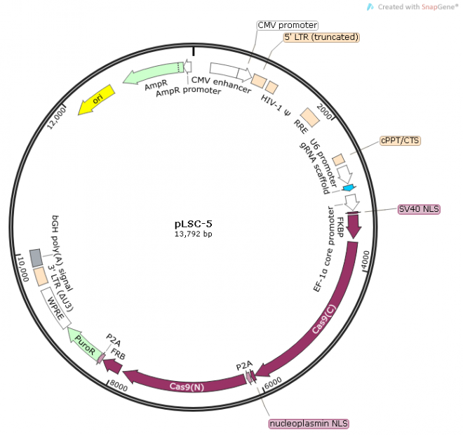 pLSC-5质粒图谱