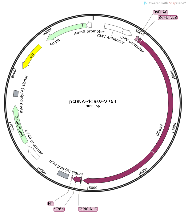 pCDNA-dcas9-VP64质粒图谱