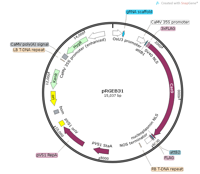 pRGEB31质粒图谱