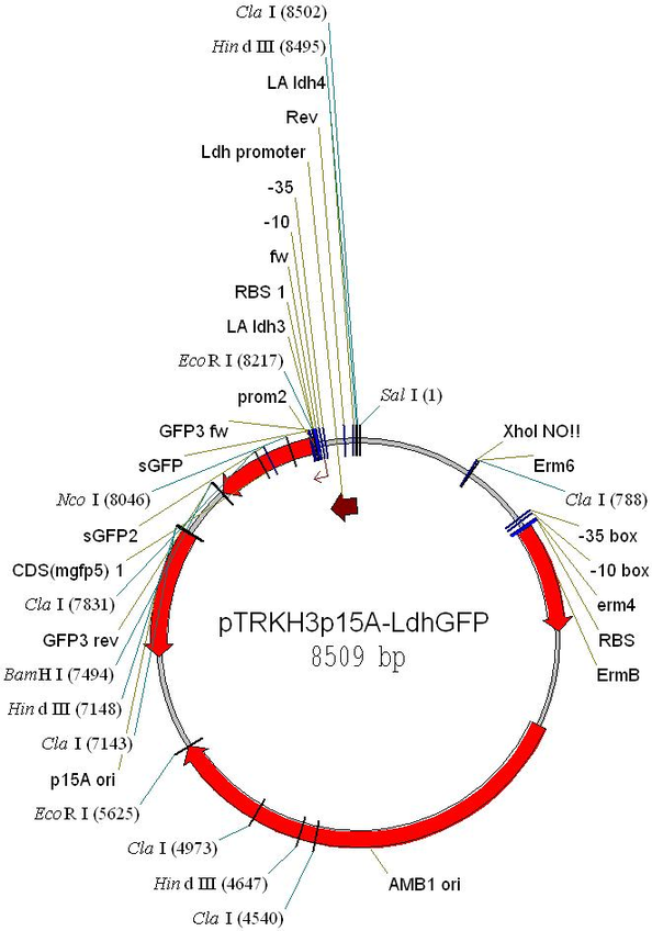 pTRKH3-ldhGFP质粒图谱