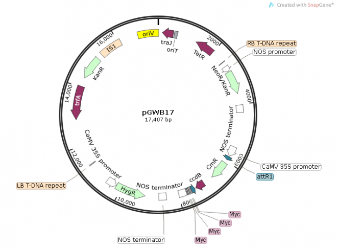 pGWB17质粒图谱