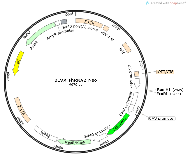 pLVX-shRNA2-Neo质粒图谱