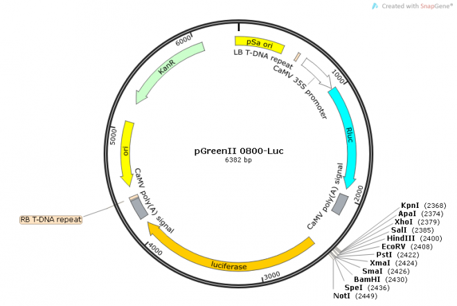 pGreenII 0800-LUC质粒图谱